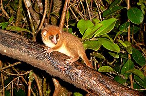 Brown Mouse Lemur. Microcebus Rufus - Flickr - gailhampshire.jpg