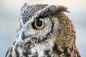Bubo, Lindsay's Great Horned Owl 