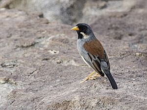 Buff-bridled Inca-Finch - Incaspiza laeta (cropped).jpg