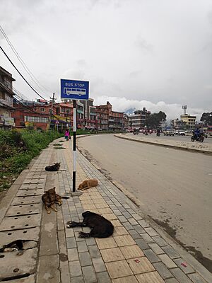 Bus Stop Stand
