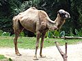 Camelus dromedarius in Singapore Zoo