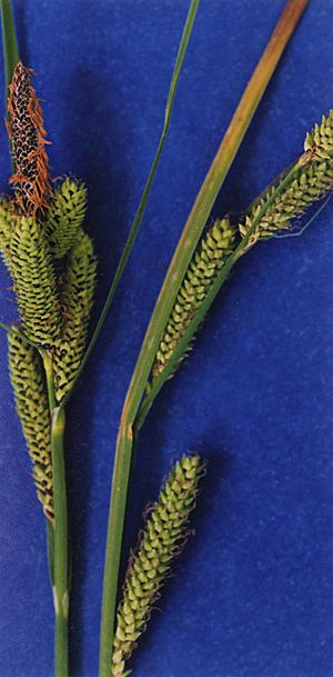 Carex lenticularis NRCS-2.jpg