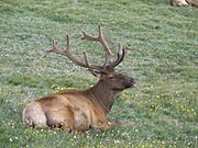Cervus canadensis (North American elk) 3 (8291421602).jpg