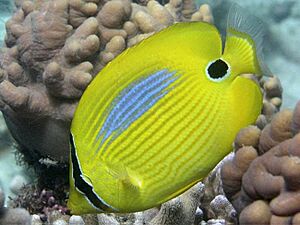 Chaetodon plebeius en Lizard Island 2.jpg