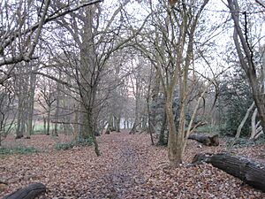 Cherry Tree Wood 2