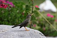 Chiguanco Thrush (Turdus chiguanco)