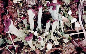 Cladonia subcariosa (EU)