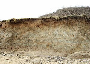 Cliffs at the Naze - geograph.org.uk - 1187867