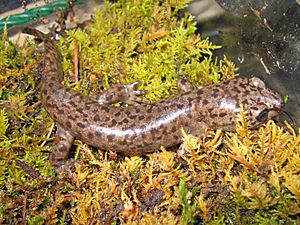 Coastal Giant Salamander, Dicamptodon tenebrosus