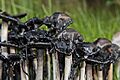Coprinus comatus-3 hg