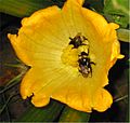 Courgette bloem met gewone aardhommel (Cucurbita pepo and Bombus terristris)