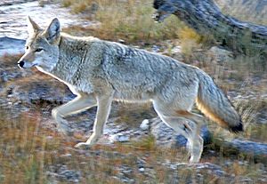 Coyote Yellowstone (cropped)