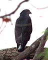Crested Goshawk