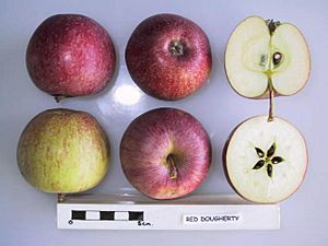Cross section of Red Dougherty, National Fruit Collection (acc. 1952-221)
