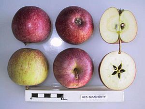 Dougherty (apple) Facts for Kids