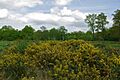 Danbury Common - geograph.org.uk - 1282346