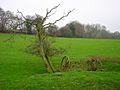 Dead Tree, Leasams Hill - geograph.org.uk - 300235