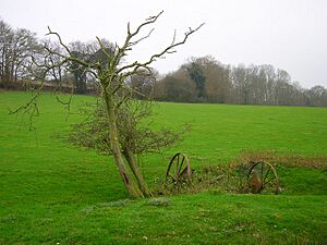 Dead Tree, Leasams Hill - geograph.org.uk - 300235