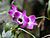 Dendrobium nobile - flower view 01.jpg