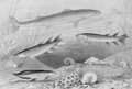Devonianfishes ntm 1905 smit 1929