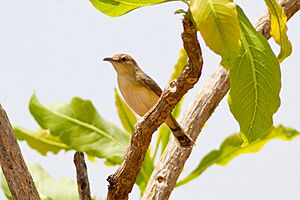 Dorst's Cisticola (Cisticola guinea).jpg