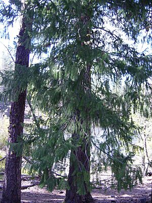 Douglas Fir in Lassen VNP-750px