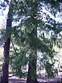 Douglas Fir in Lassen VNP-750px