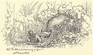Douglas Hamilton, Attacked by bison