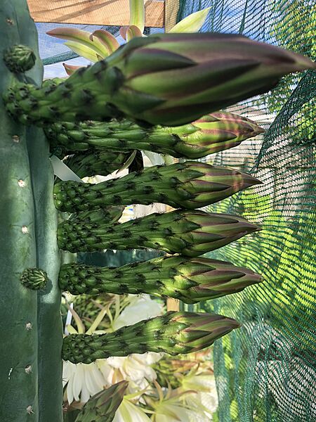 E pachanoi flower stalks