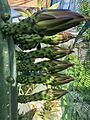 E pachanoi flower stalks