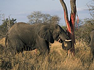 Elephants eating (Loxodonta Africana) (Kruger National Park, 2002) 01