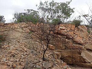 Eremophila gibbosa (habit)
