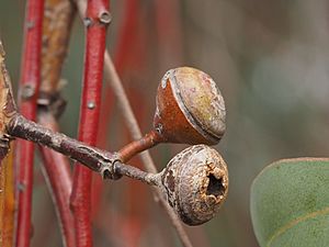 Eucalyptus crucis fruit
