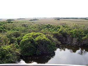 Evergladesoverlook