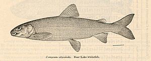 FMIB 38278 Coregonus abyssicola Bear Lake whitefish.jpeg