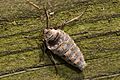 Fall Cankerworm Moth - Alsophila pometaria, Leesylvania State Park, Woodbridge, Virginia