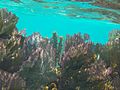 Fan Corals Belize Barrier Reef