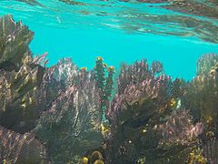 Fan Corals Belize Barrier Reef