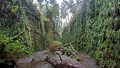 Fern Canyon pano 1