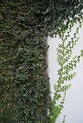 Ficus pumila = ficus repens