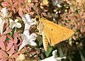 Fiery Skipper bt5