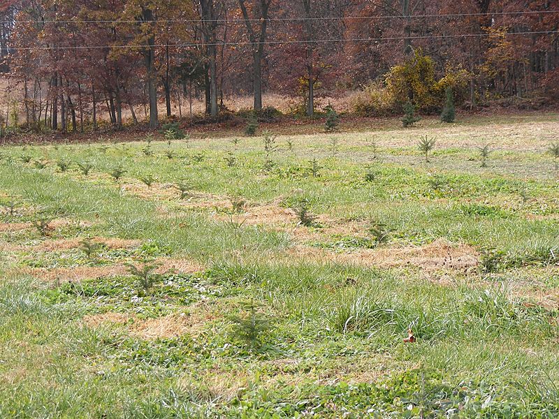 Fir Seedlings