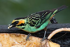 Golden-eared tanager Facts for Kids