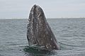 Gray Whale Spyhopping courtesy of Marc Webber USFWS