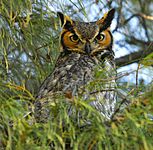 Great Horned Owl at Fort DeSoto - Flickr - Andrea Westmoreland