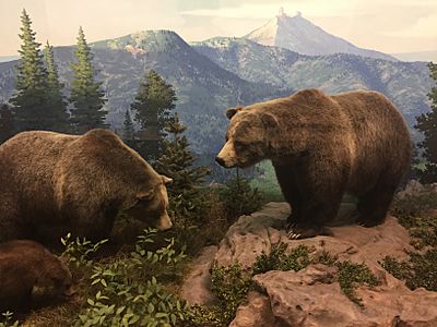 Grizzly Bears, Denver Museum of Nature and Science