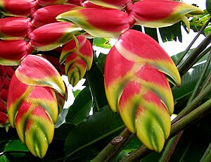 Heliconia rostrata 4
