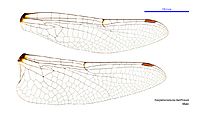 Hesperocordulia berthoudi male wings (35019726936)