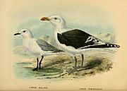 1873 illustration of adult black-billed gull standing next to larger, black-backed gull