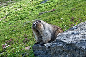Hoary Marmot in Glacier National Park